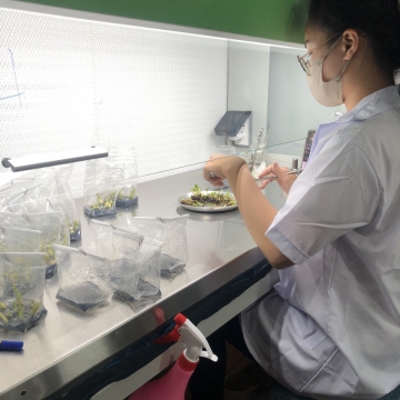 Khóa học nuôi cấy mô