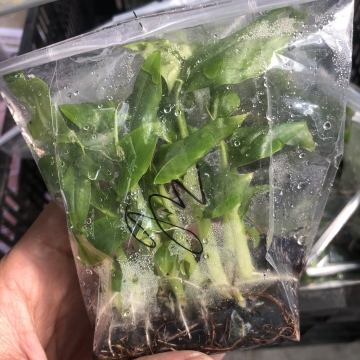 Khóa học nuôi cấy mô