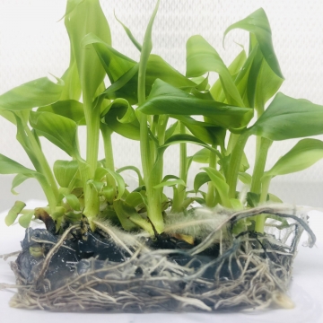 Khóa học nuôi cấy mô