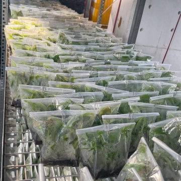 Khóa học nuôi cấy mô