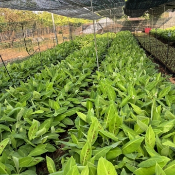 Khóa học nuôi cấy mô