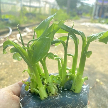 Khóa học nuôi cấy mô