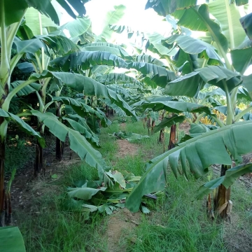 Khóa học nuôi cấy mô