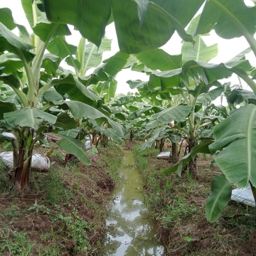 Khóa học nuôi cấy mô