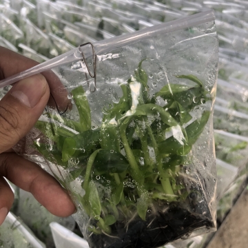 Khóa học nuôi cấy mô